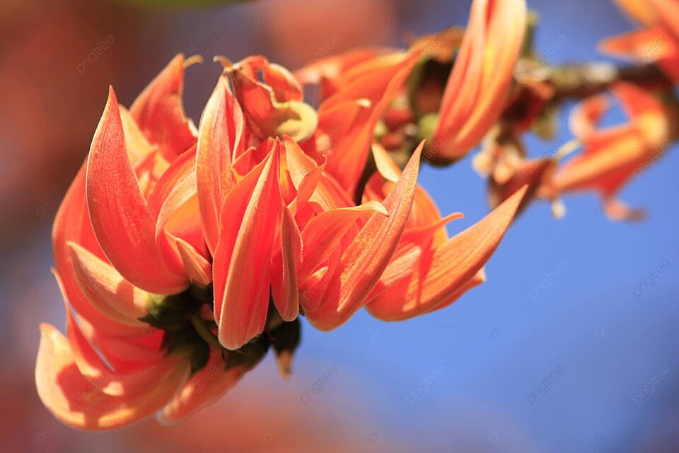 Kesula Flame Flowers